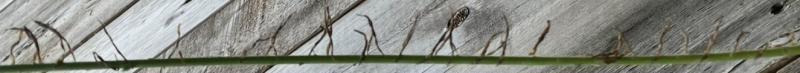Asemic Realizations #32 (Vine)
