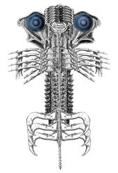 A Hesitation for Blue Eyes