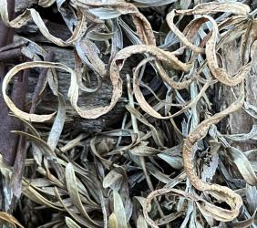 Asemic Realizations #17 (Leaves)