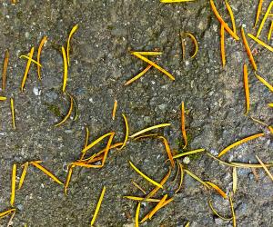 Asemic Realizations #22 (Needles)