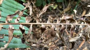 Asemic Realizations #31 (Leaves)