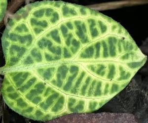 Asemic Realizations #41 (Psychedelic Rock Concert Poster)